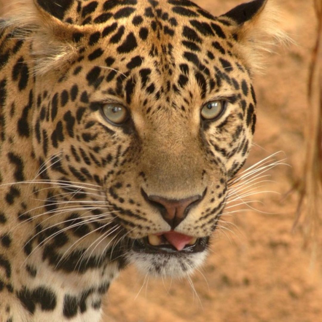 jungle park teneryfa