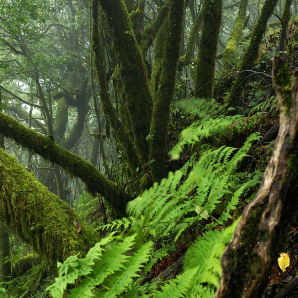 la gomera widok