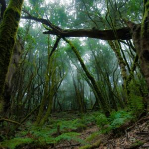 la gomera widok