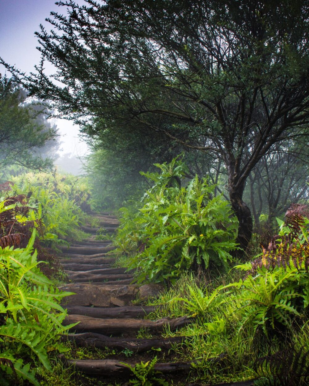la gomera roślinność