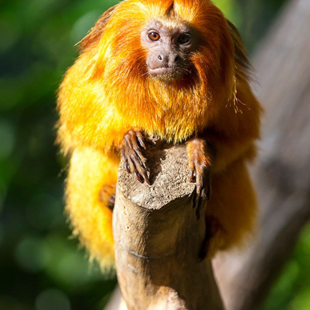 loro park teneryfa
