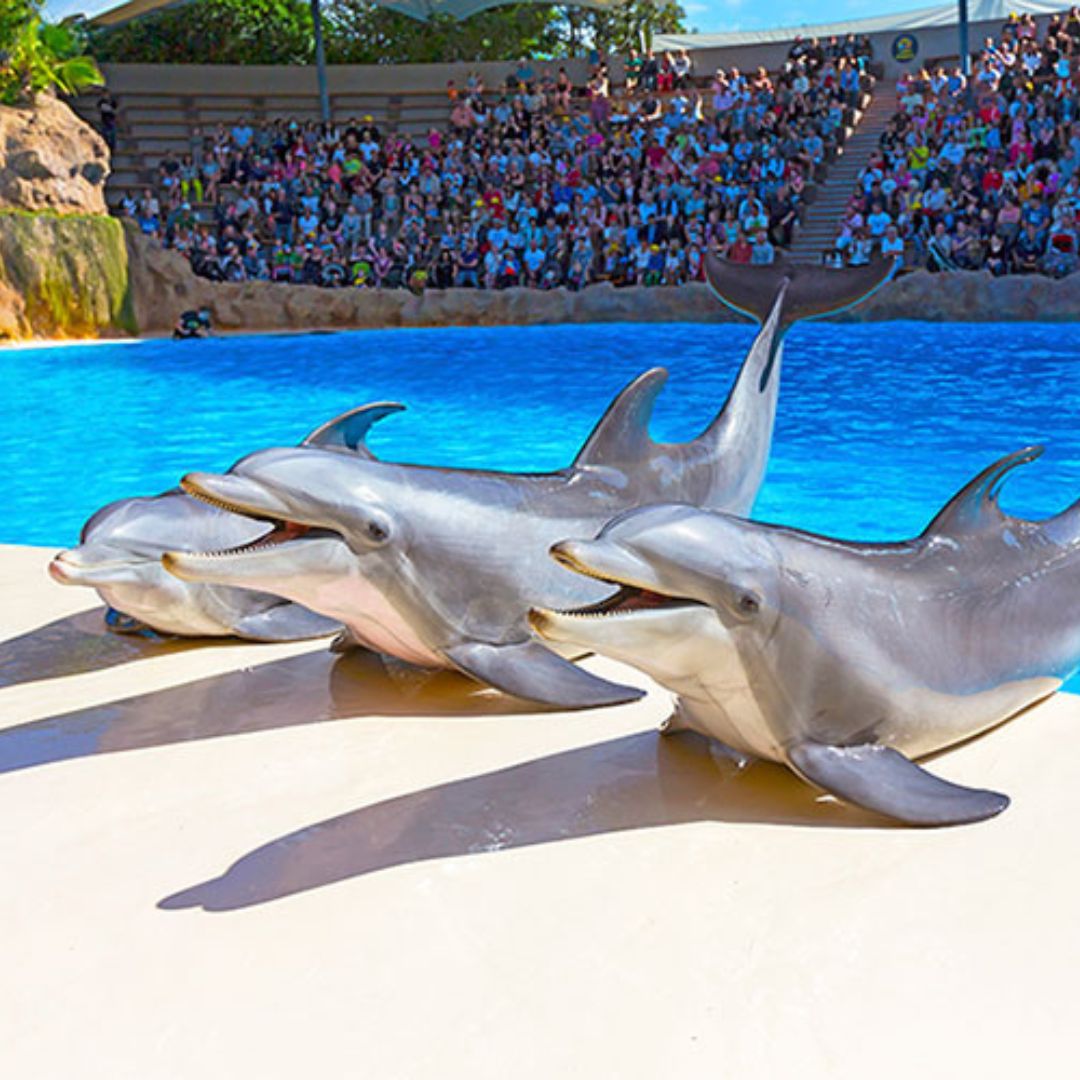 loro park teneryfa