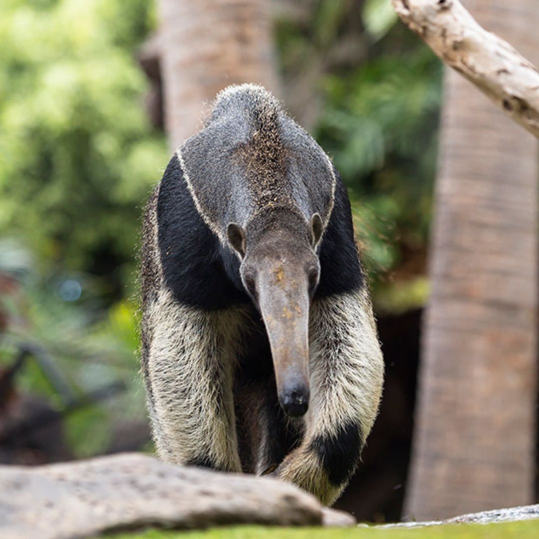 loro park teneryfa