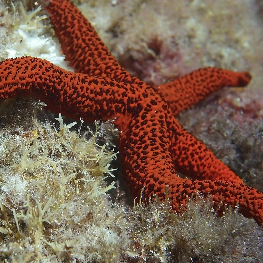nurkowanie teneryfa