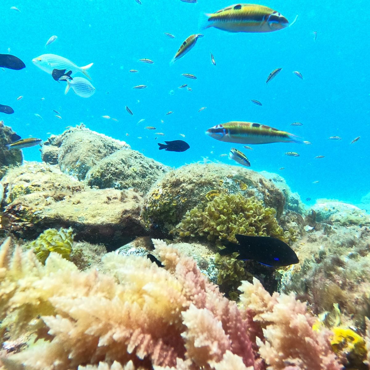 snorkeling teneryfa