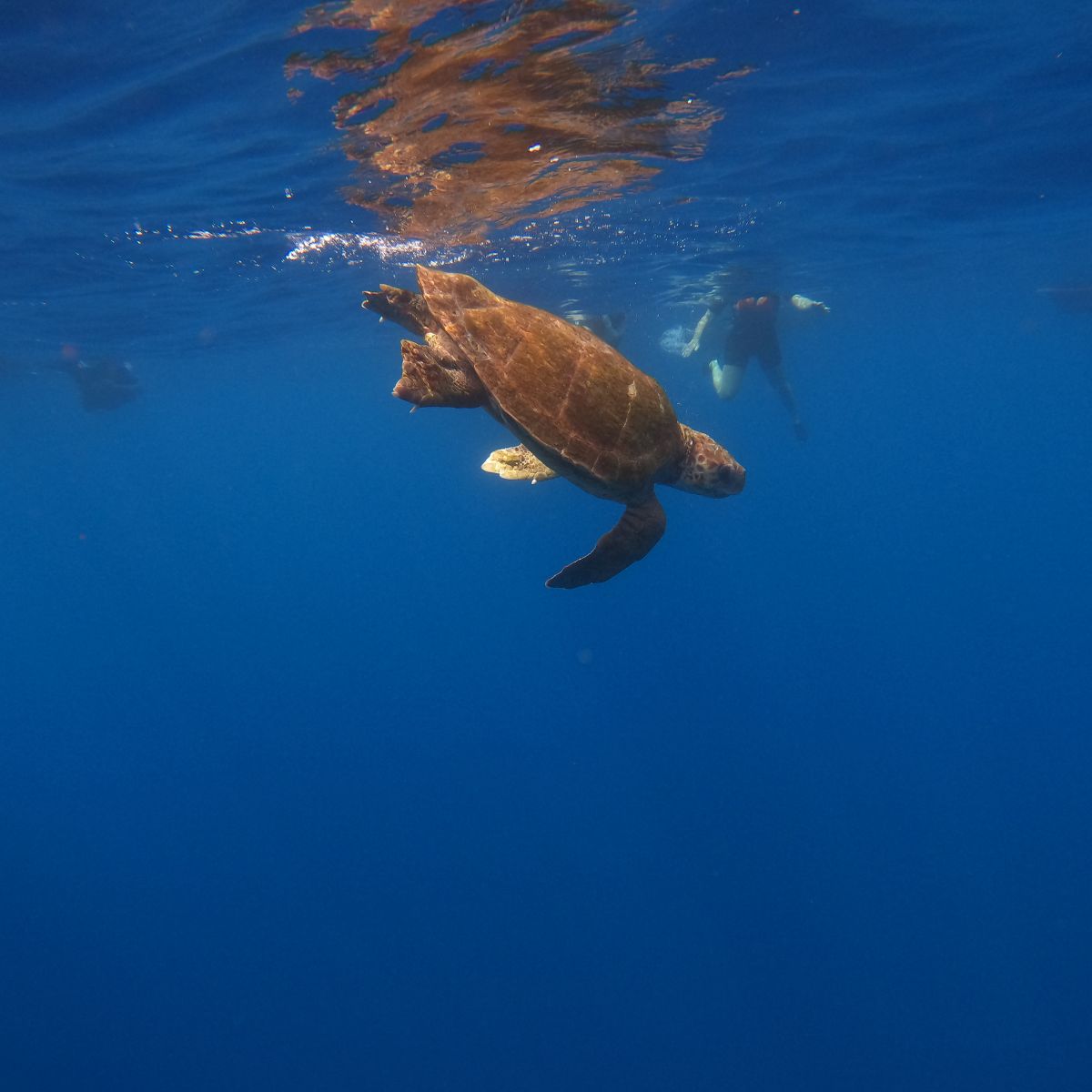 snorkeling teneryfa