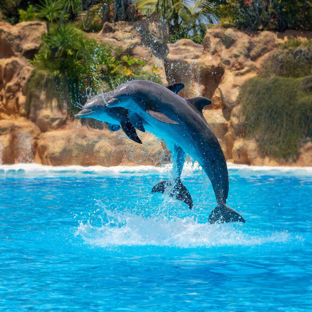 loro park